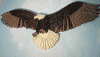 Eagle.jpg (54729 bytes)